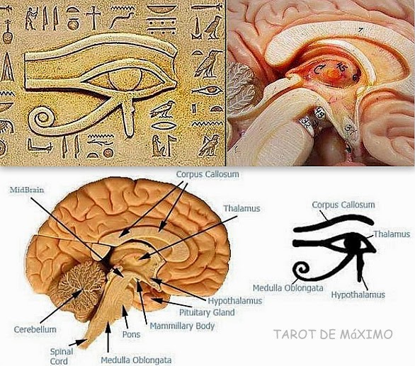 La máscara de las arrugas alrededor de los ojos de pepinos